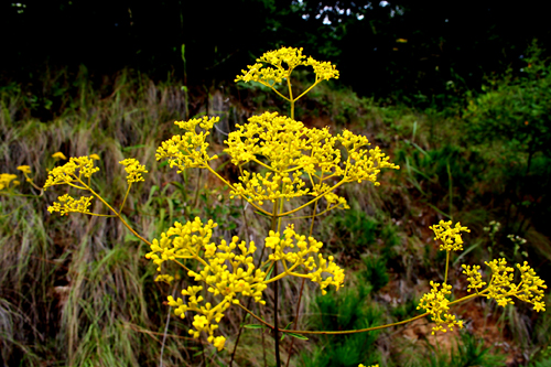 노란색의 마타리꽃은 가을의 전령사라고해도 과언이 아닐것이다.