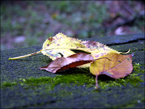 이젠 하나 둘 어렵지 않게 보이는 가을의 편린인 낙엽들