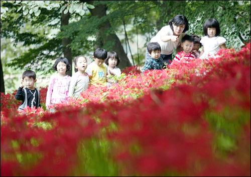 지난 14일 용천사를 찾은 어린이들이 선생님의 설명을 들으며 꽃무릇을 살피고 있다.