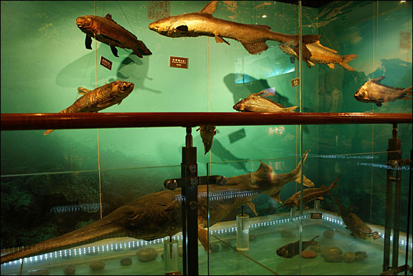 양쯔강 상류에 서식하던 어류는 앞으로 싼샤박물관에서만 볼 수 있을지 모른다.