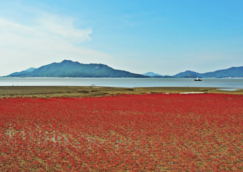 바닷가에는 붉은 칠면초가 빨갛게 타고 있습니다. 지나가던 배도 느릿느릿 여유로운 모습입니다. 