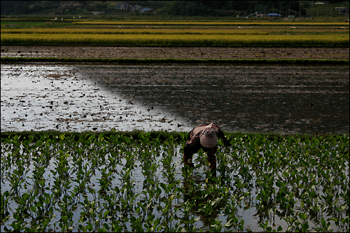 농부의 아내는 택사를 심어놓은 논에서 싹이 자란 벼를 뽑고 있습니다.