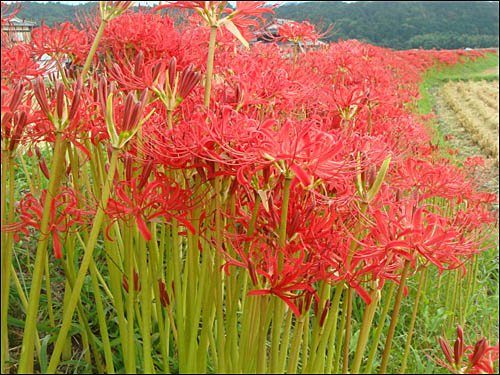 　　일본의 가을은 꽃무릇의 빨강색으로 시작합니다. 한국 남쪽 지방의 선운사의 꽃무릇과 영광 불갑사의 꽃무릇이 유명합니다. 꽃무릇 전문 연구가로는 전북대학 김무열 교수가 있습니다. 꽃무릇, 상사화는 일본말로 히간바나(彼岸花)라고 합니다.
