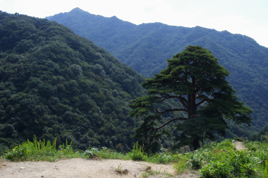 저 멀리 지리산 명선봉 능선을 배경으로 천년송이 우뚝 솟았다.