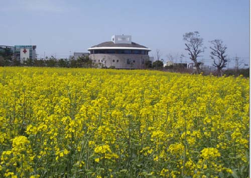 정부종합청사 앞마당 유채꽃 지난 4월 시민복지타운에서 축제가 열렸다. 제주 축제 사상 최대 인파가 참여한 축제로 평가 받았다. 축제의 성패는 날씨에 좌우 된다. 예전에는 유채꽃이 피지 않아 밤낮으로 전기불을 켤 때도 있고 예정 된 일자 보다 일찍 피어 얼음으로 뿌리를 얼려 꽃이 피는 걸 늦게 하는 등 어려움이 많았으나 유독 이번 유채꽃 축제는 5일 동안 최상의 날씨로 축제를 뒷받침 해 주었다.