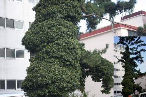 정부종합청사 옆 어느 아파트 마당에 사진 왼쪽 아름드리 소나무 한 그루가 있는데 송악 나무줄기로 덮여 장관을 연출하고 있다.