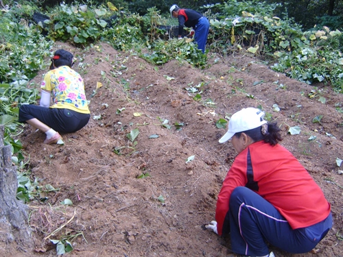 가족이 모여 앉아 호미로 흙을 파내며 고구마를 캡니다.
