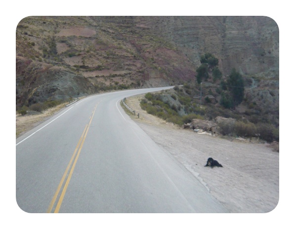 볼리비아 산간도로의 견공들