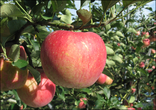 가을 햇살에 사과가 빨갛게 익어가고 있다.