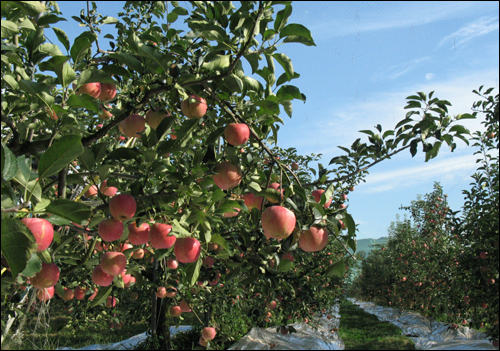 곡성 샛터농장의 사과밭. 나무엔 중·만생종 사과가 주렁주렁 달려있다.