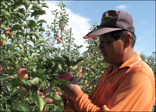 30년 넘게 사과농사를 지어온 김선경 씨가 사과밭에서 사과를 따고 있다.
