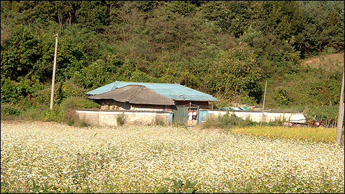 산골 사람들이 읍내 장으로 나가는 길목에 있는 메밀밭
