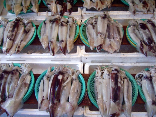 오징어 한 바구니 5천원