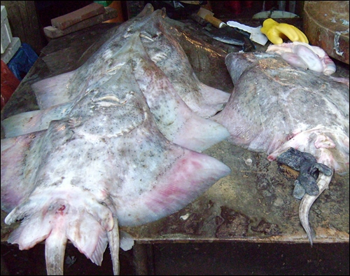 칠레산 홍어 4킬로그램 한 마리 3만원