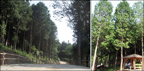 장흥 억불산 우드랜드. 편백나무 숲 사이로 산책로가 잘 닦여 있다.