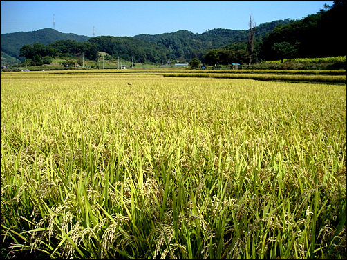  경기도 안산시 단원구 화정동 산골논