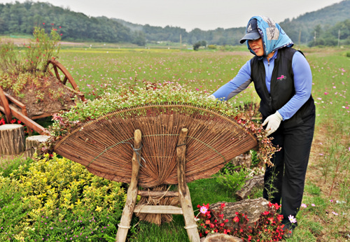 구로구청소속 일용직 근로자 이진숙(48)씨가 코스모스와 메밀꽃이 만발한 축제에 꼭 놀러오세요라며 꽃밭을 손질하고 있습니다.