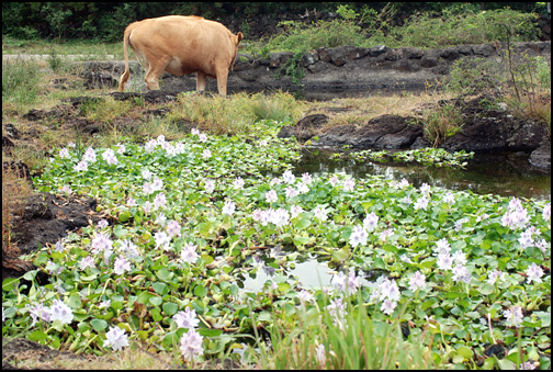 연못에서 물을 마시던 소 한 마리가 급히 자리를 옮기고 있다.