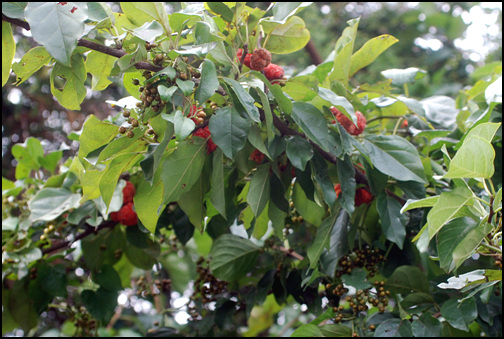 산달나무 가지에 매달린 빨간 열매가 자태를 자랑하고 있다.