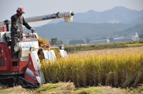 작년에 이어 대풍년이 들었지만 농민들은 쌀값 하락을 먼저 걱정하고 있다.