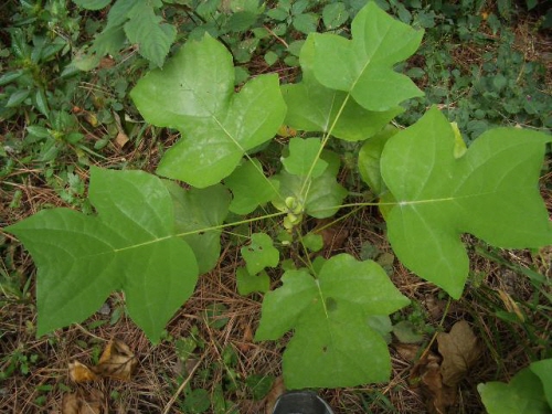 어린 백합, 일명 튤립나무. 잎 모양이 독특하다.