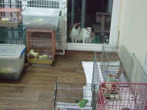 19일 사무실에 도착한 동물들. 고양이가 있기 때문에 설치류인 햄스터를 오래 둘 수 없는 상황.