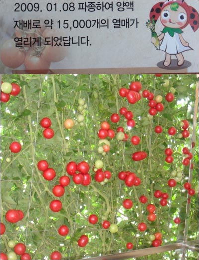 농업엑스포에 전시한 토마토