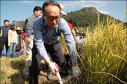 이병완 전 청와대 비서실장이 25일 봉하마을에서 친환경농법으로 지은 벼를 낫으로 베고 있다.