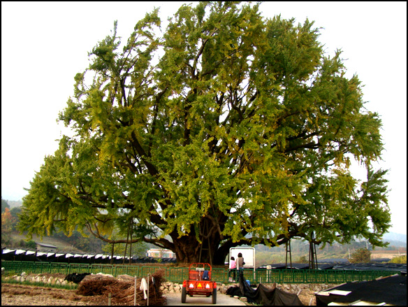 천연기념물 제167호 반계리 은행나무