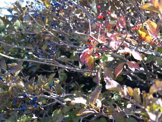 붉은빛과 남빛의 열매가 묘한 조화를 이루고 있어 작은 것 한 개라도 놓칠 수 없게 한다.
