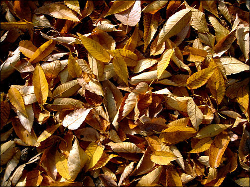 단풍잎도 겨울을 준비한다.