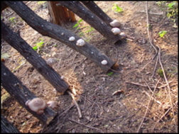 참나무에 천공하고 표고버섯 배양균을 주입하면 종균이 참나무에퍼지는 시간 인 2년 정도가 지나면 참나무에서 표고버섯이 움터 자란다. 실습용으로 마을 이장농장에서 몇개 얻어왔다. 