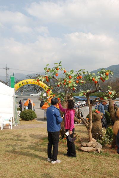 제 11회 대봉감 축제가 열리는 행사장 입구에서 중년의 부부가 감나무 모형 앞에서 기념 사진을 찍고 있다.