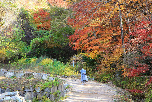 가을 단풍길을 산책하고 있는 스님