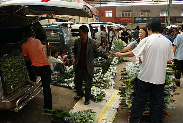 오후에 출하되는 백합을 옮기는 도매상인들. 더우난은 중국 최대 화훼시장이다.