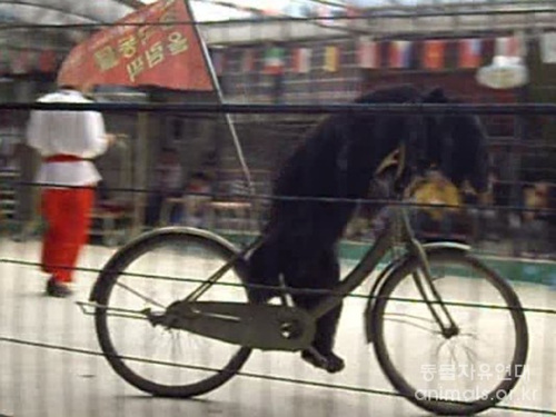 자전거를 타고 있는 반달가슴곰