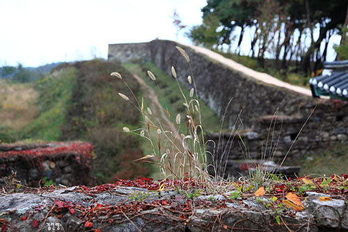 성벽 위에는 담쟁이 덩굴과 강아지풀이 마지막 가을을 태우고 있다.