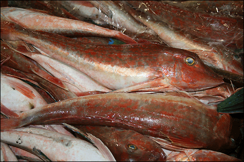 여수에서 닥대로 알려진 물고기의 원래 이름은 '성대'다. 
