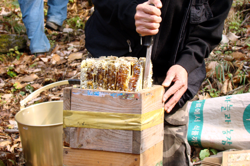 나무와 꿀을 칼로 분리한 후 상자를 들어올리면 꿀이 드러납니다.