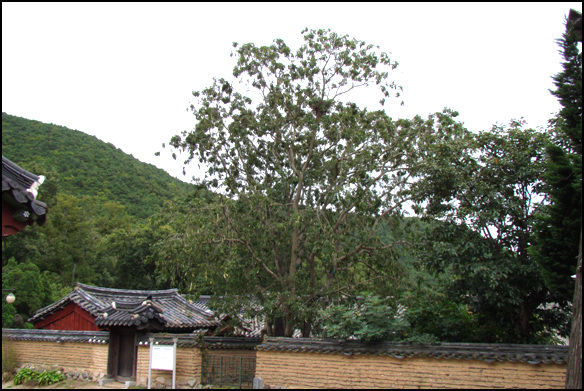 경주시 안강읍 독락당 뒤편 울안에서 자라고 있는 천연기념물 제115호 조각자나무