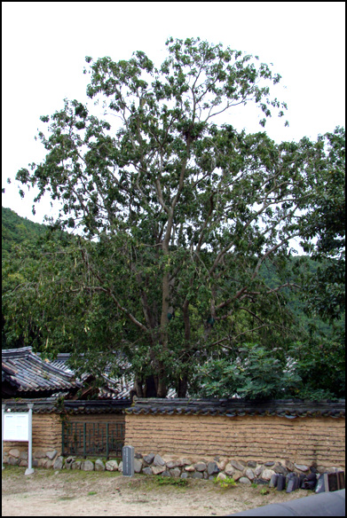 이 나무의 수령은 약 470년 정도이며, 나무의 크기는 높이가 15m에, 둘레는 5m 정도이다.