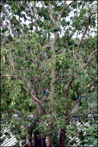 조각자나무는 콩과의 갈잎큰키나무이다. 높이가 20 ~ 30미터까지 자라는 조각자나무는 껍질은 흑회색이고 줄기나 가지에 가시가 돋는다.