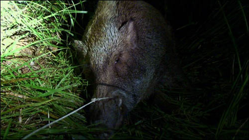 2007년 1월 방송된 KBS <환경스페셜-야생동물 vs 인간> 중 한 장면. 