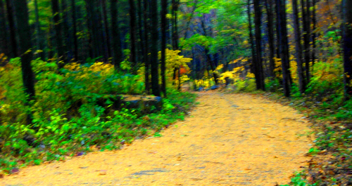 학가산자연휴양림 산책길은 늦가을 낙엽송에 떨어져 내려 황금융단길로 변해있다