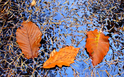 계곡의 연못에는 낙엽송이 떨어져내려 모자이크를 이루고 있고, 그위로 참나무잎이 수를 놓고 있다.