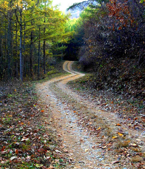 낙엽송황금융단길이 끝나면 참나무 낙엽길이 이어진다. 이 길을 계속 따라 가면 산성리 느르티 마을로 이어진다.