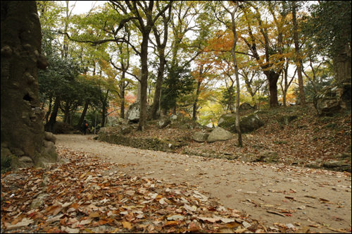 대흥사 숲길. 길 위에 낙엽이 수북하다.