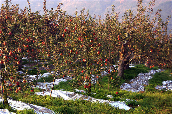 산막이 가는 옛길 건너쪽에 있는 과수원에서는 빨간 사과로 가을이 익어가고 있었습니다.