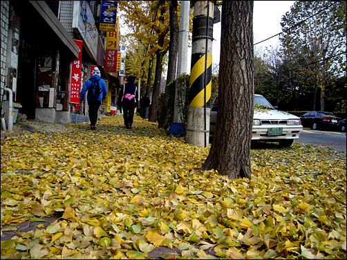 겨울추위 때문에 노란 은행잎이 우수수 떨어졌다.