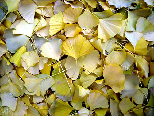 노란은행잎 따라 강추위가 왔습니다.